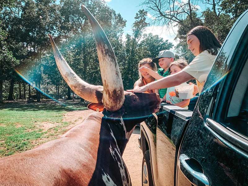 children feeding a longhorn from a truck at Lazy 5 Ranch Mooresville NC