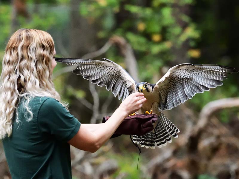 Hawk with handler at Raptor Center Huntersville NC 