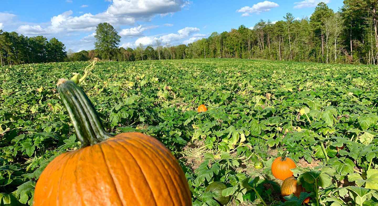 pumpkin patch at Carrigan Farms Mooresville nc