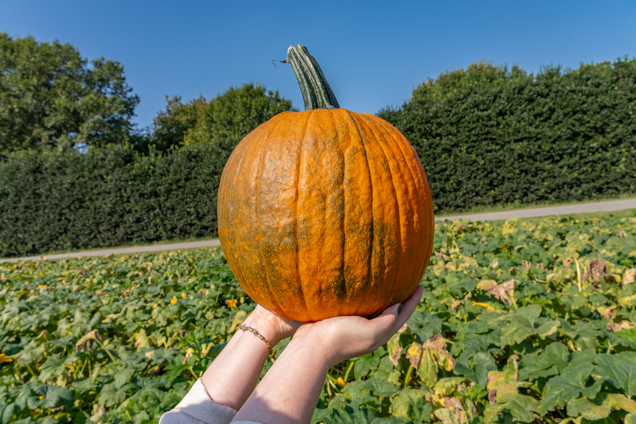 Woman's hands holding a pumpkin in a pumpkin patch.